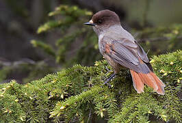 Siberian Jay