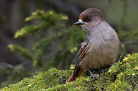 Siberian Jay