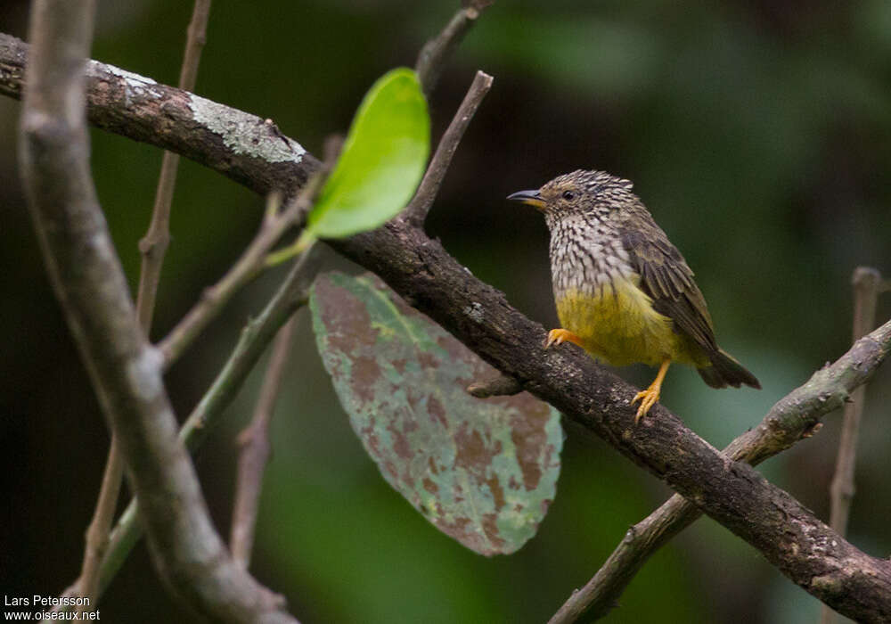 Tit Hyliaadult, identification