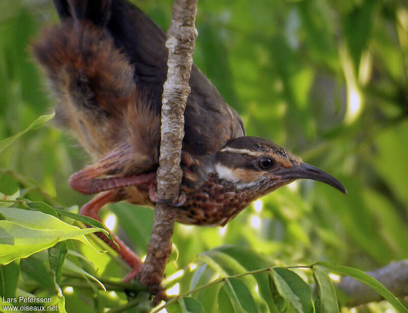 Subdesert Mesite female adult