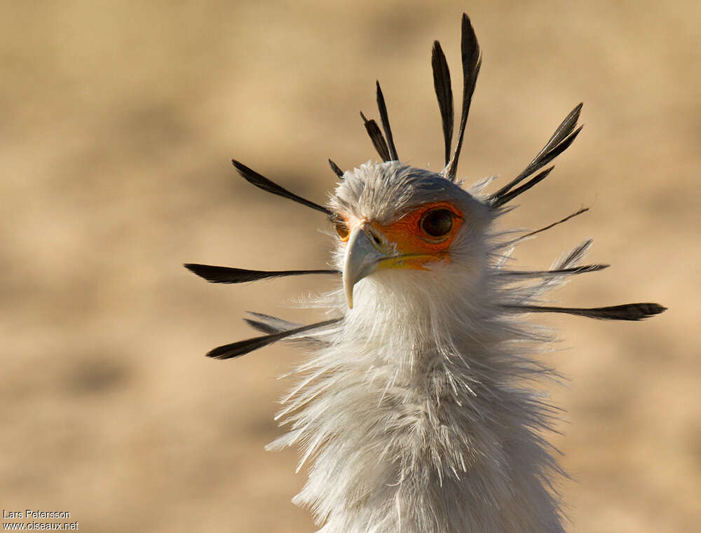 Secretarybirdadult, close-up portrait