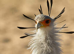 Secretarybird