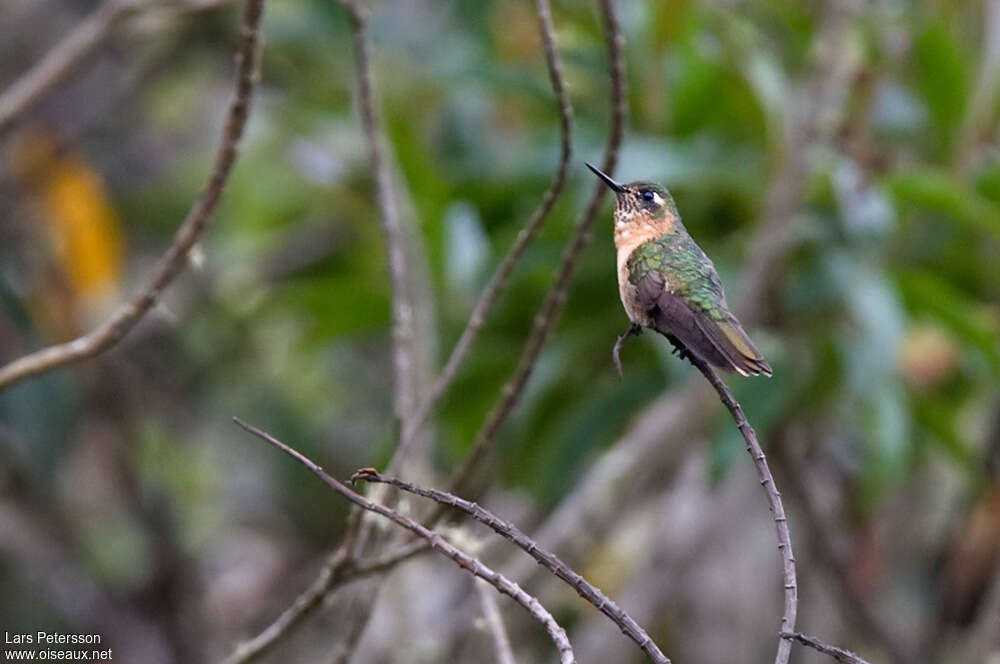 Rufous-capped Thornbill female adult, identification