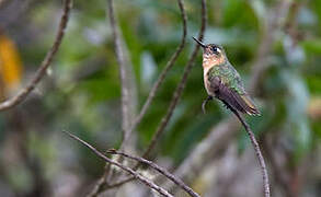 Rufous-capped Thornbill