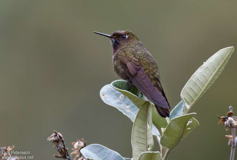 Violet-throated Metaltail female adult