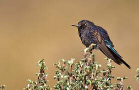 Blue-mantled Thornbill