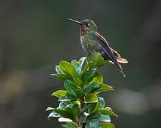 Neblina Metaltail