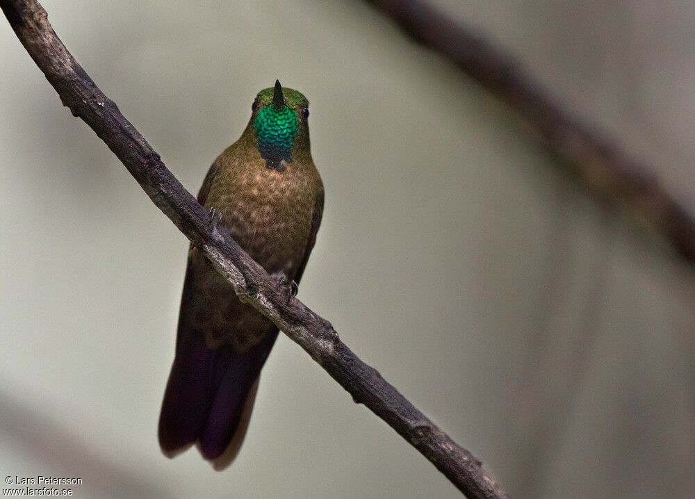 Tyrian Metaltail