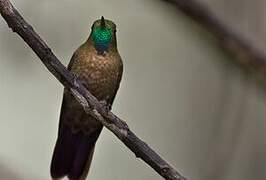 Tyrian Metaltail