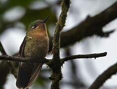 Tyrian Metaltail