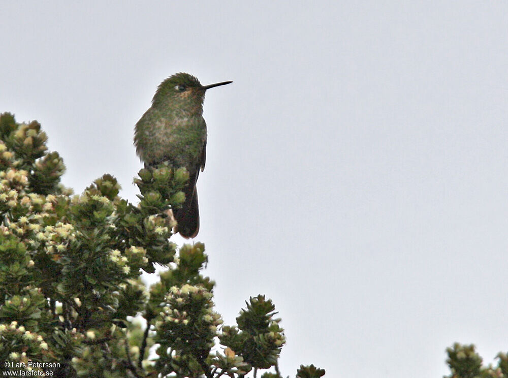 Viridian Metaltail