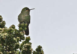 Viridian Metaltail