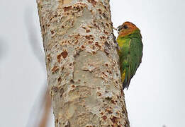 Buff-faced Pygmy Parrot