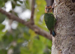 Buff-faced Pygmy Parrot