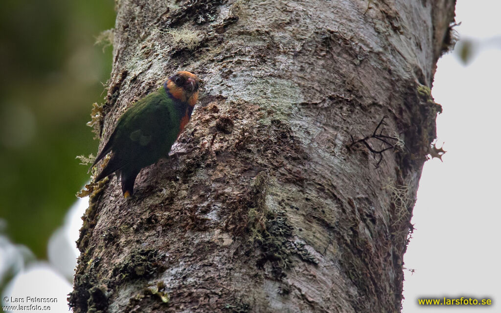 Red-breasted Pygmy Parrot