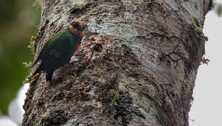 Red-breasted Pygmy Parrot