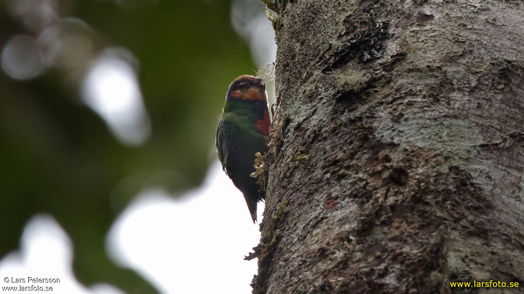 Red-breasted Pygmy Parrot