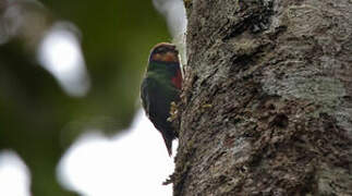 Red-breasted Pygmy Parrot