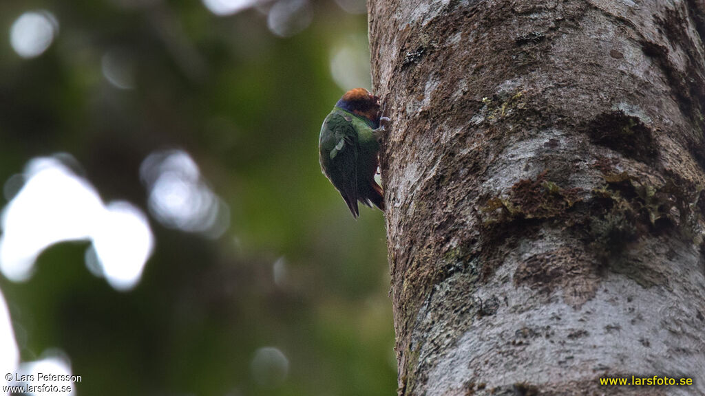 Red-breasted Pygmy Parrot