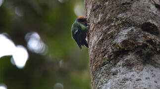 Red-breasted Pygmy Parrot