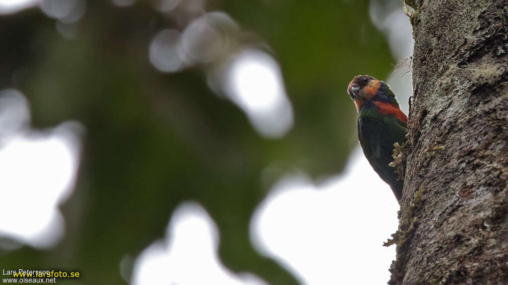 Red-breasted Pygmy Parrotadult