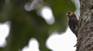 Red-breasted Pygmy Parrot