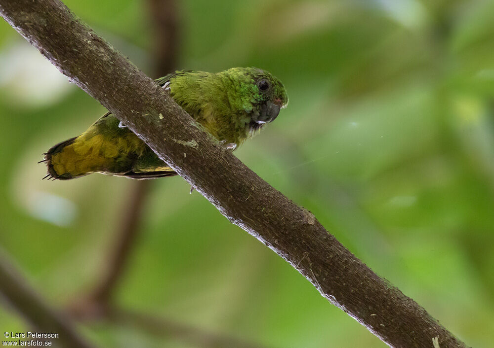 Finsch's Pygmy Parrot