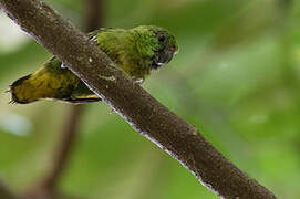 Finsch's Pygmy Parrot