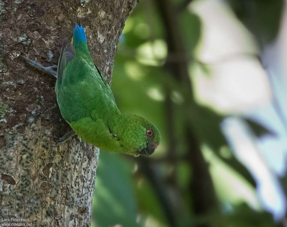 Finsch's Pygmy Parrot