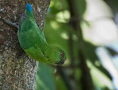 Finsch's Pygmy Parrot