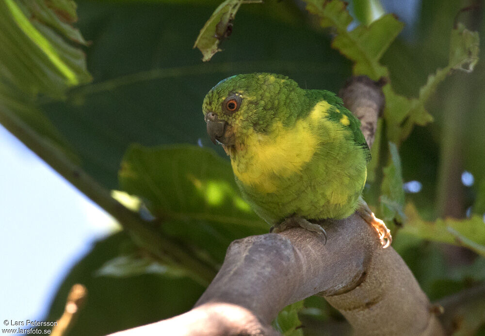 Finsch's Pygmy Parrot