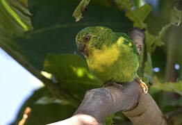 Finsch's Pygmy Parrot