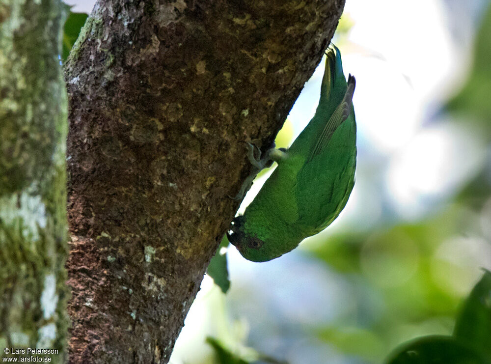 Finsch's Pygmy Parrot