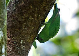 Finsch's Pygmy Parrot