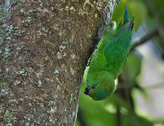 Finsch's Pygmy Parrot