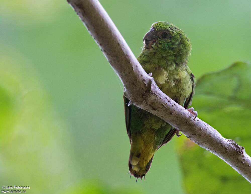 Finsch's Pygmy Parrot