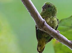 Finsch's Pygmy Parrot