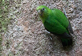 Finsch's Pygmy Parrot