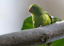 Finsch's Pygmy Parrot