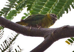 Meek's Pygmy Parrot