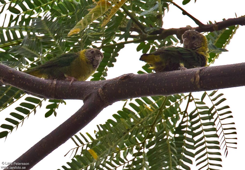 Meek's Pygmy Parrot