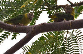 Meek's Pygmy Parrot