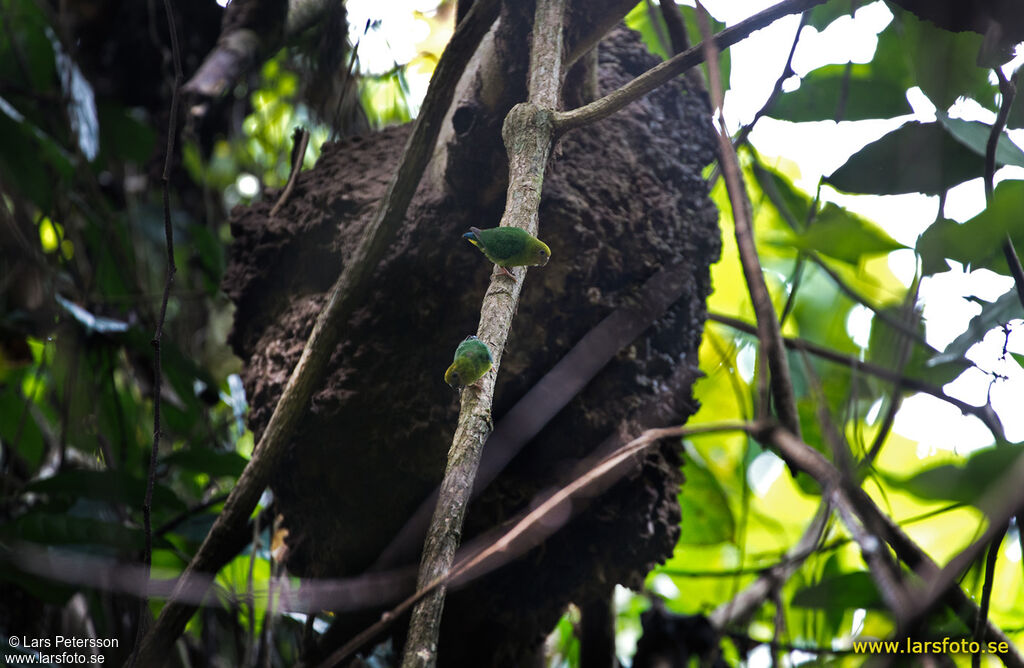 Yellow-capped Pygmy Parrot