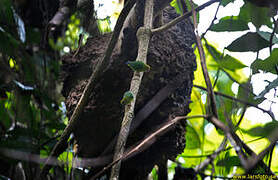 Yellow-capped Pygmy Parrot