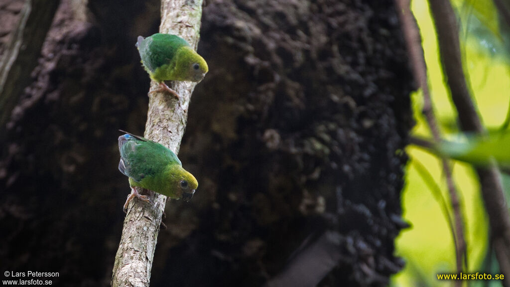 Yellow-capped Pygmy Parrot