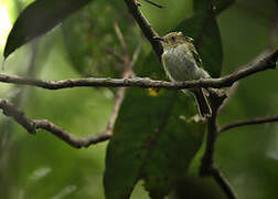 Double-banded Pygmy Tyrant