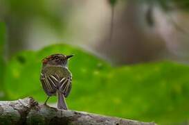 Scale-crested Pygmy Tyrant