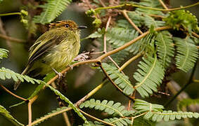 Scale-crested Pygmy Tyrant