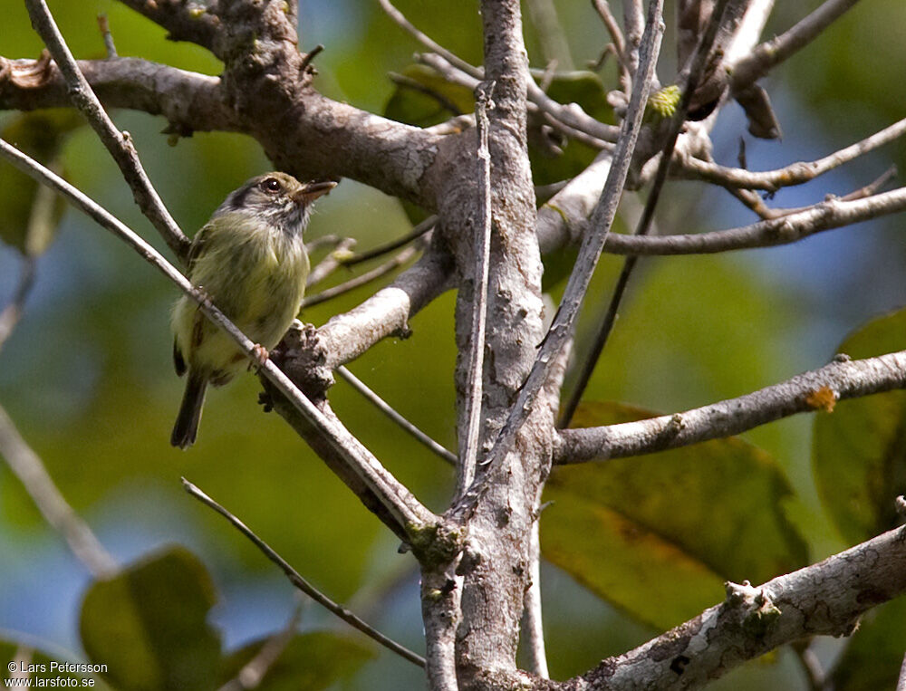 Eared Pygmy Tyrant