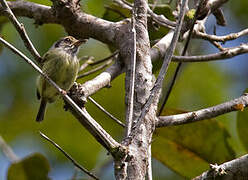 Eared Pygmy Tyrant